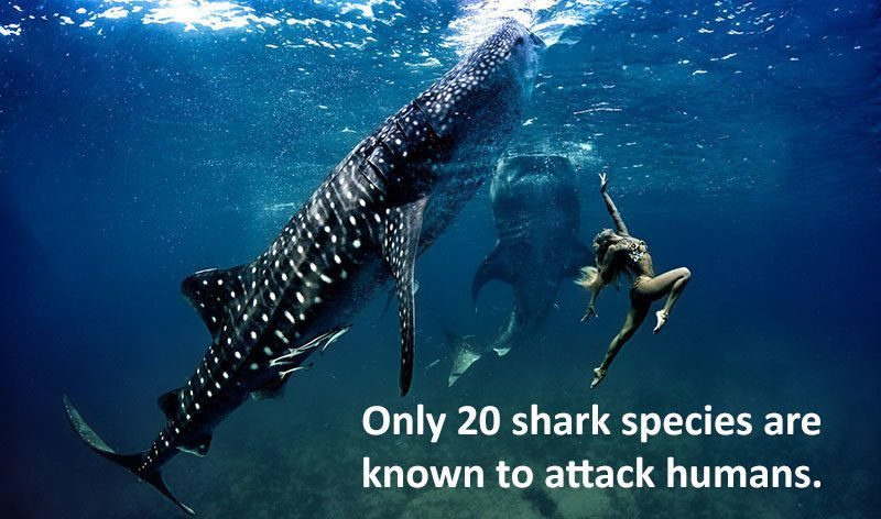 10 Fun Facts About Whale Sharks