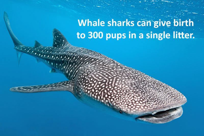 28 Interesting Shark Facts That Will Surprise And Amaze