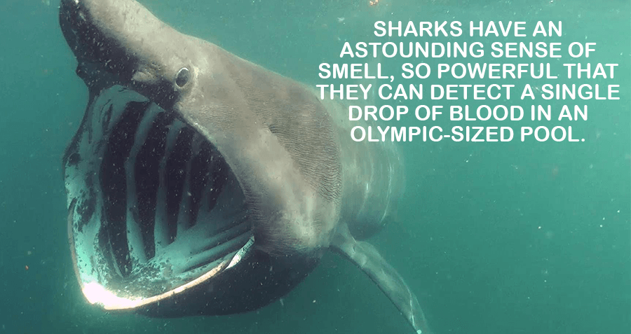 28 Interesting Shark Facts That Will Surprise And Amaze