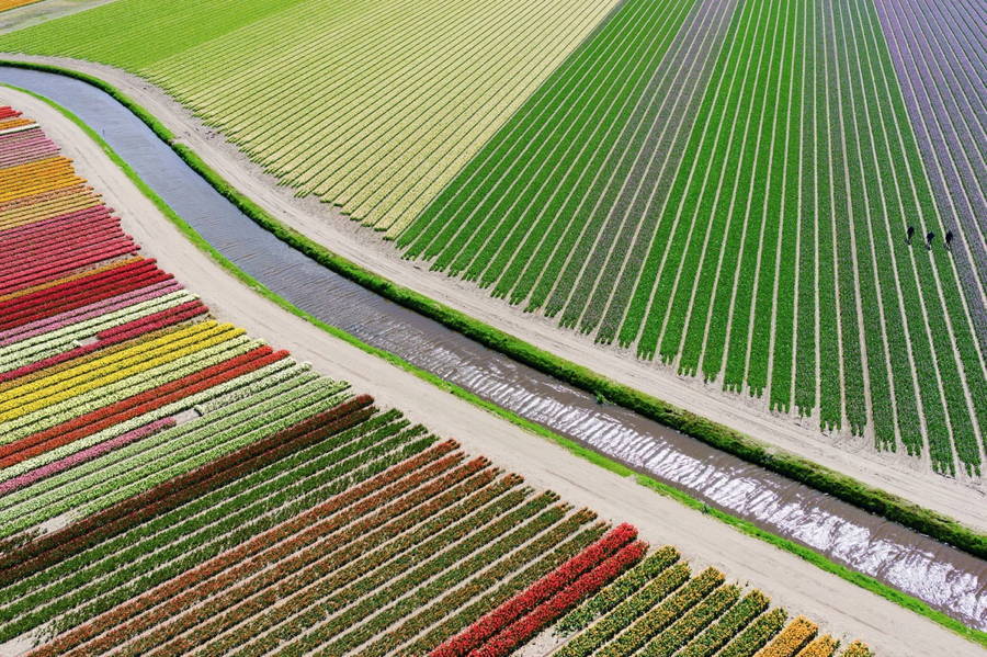 Tulip Field Colorful Rows