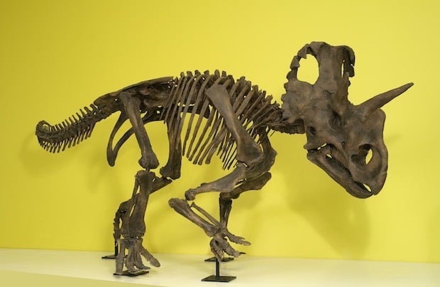 Wendiceratops Dinosaur Skeleton Horn