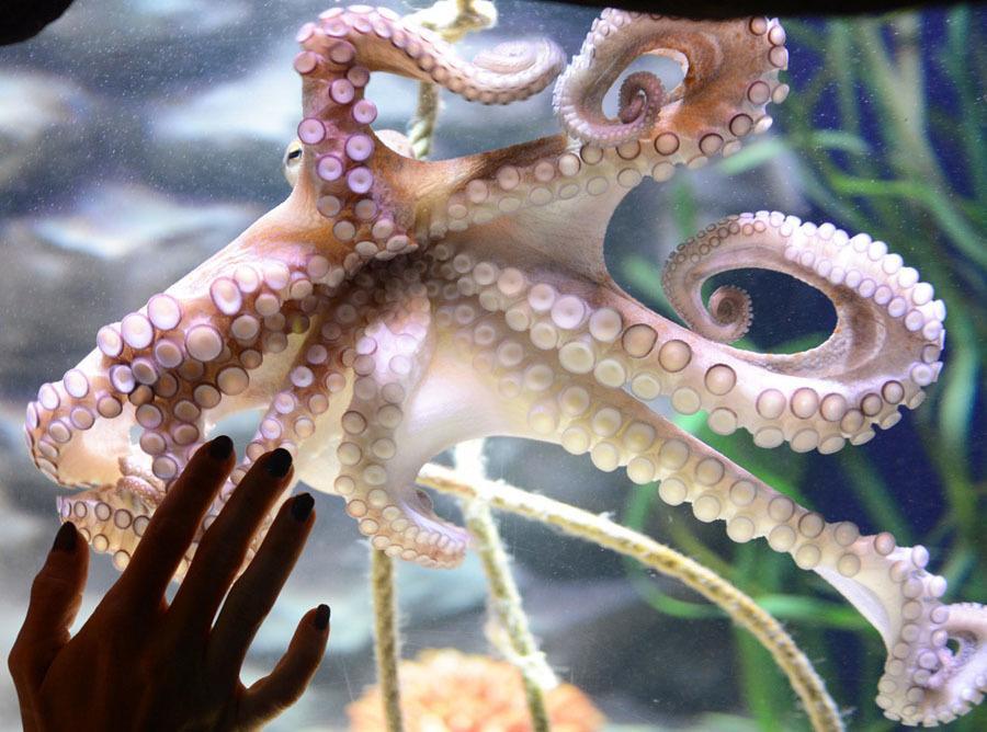 German AquaDom Octopus