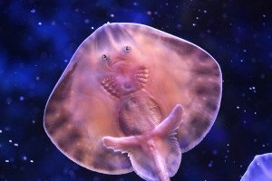 Berlin's AquaDom Tower, The World's Fishiest - And Coolest - Hotels