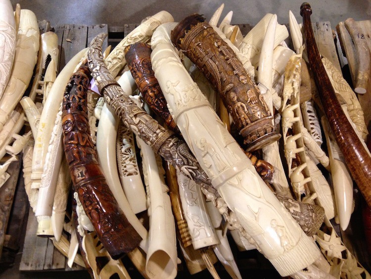 Carbon Dating Ivory