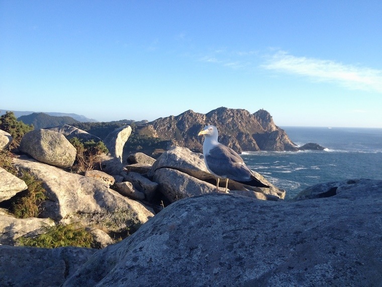 Cies Islands Nature Seagull