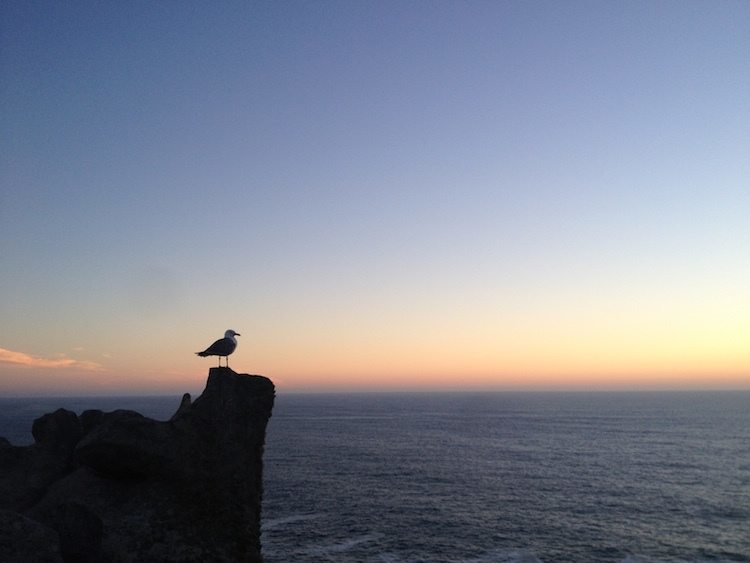 Cies Islands Sunset Seagull