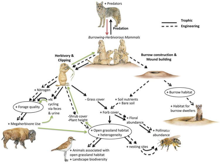 De-Extinction Ecosystem Diagram