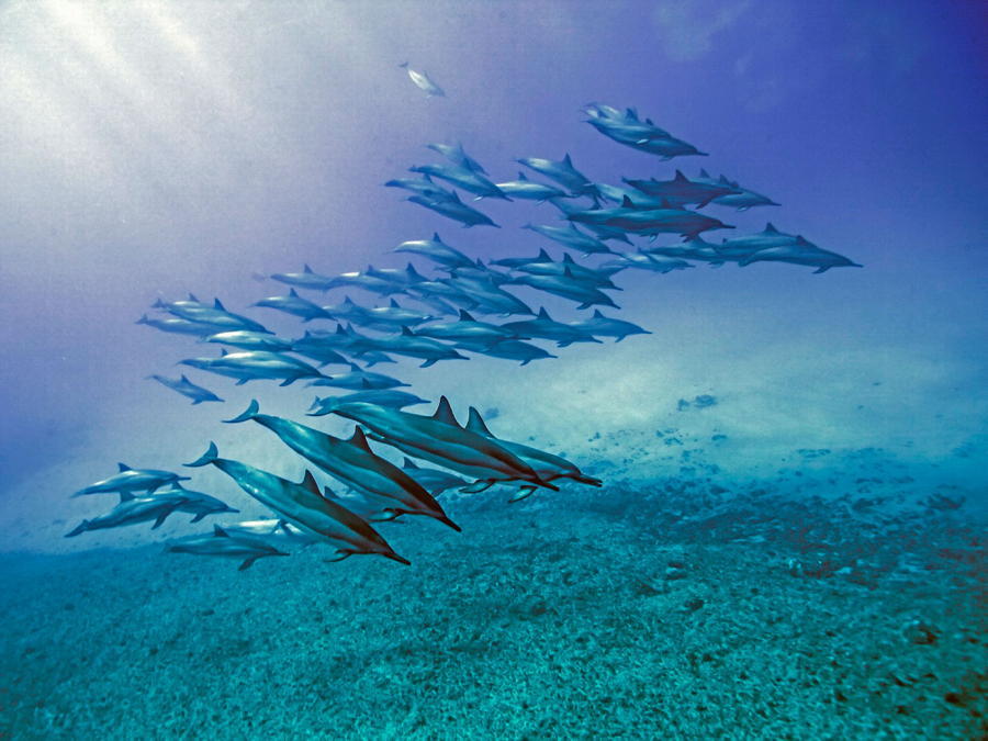 Dolphins Swimming Turquoise Purple