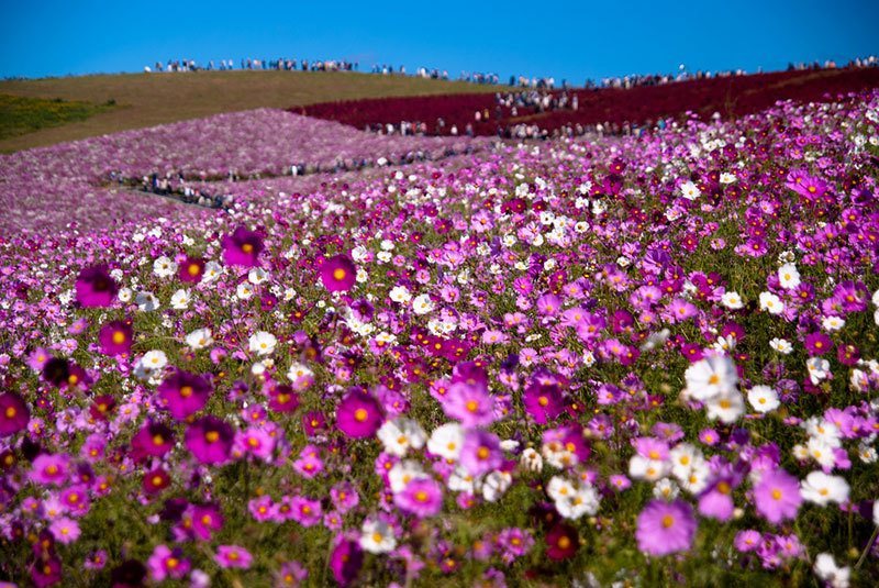 A Year Of Blooms At Hitachi Seaside Park In Japan