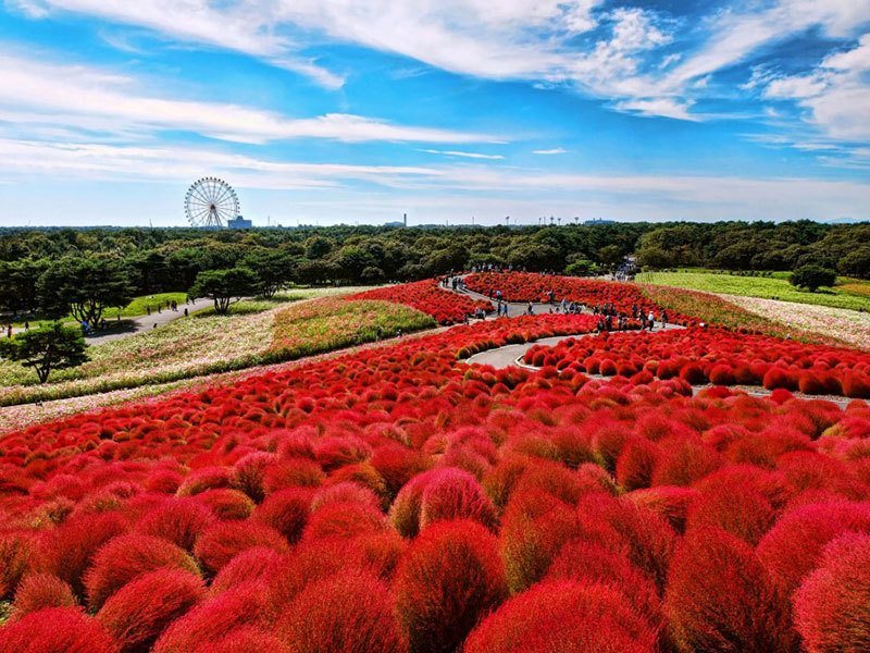 Hitachi Seaside Park Incredible