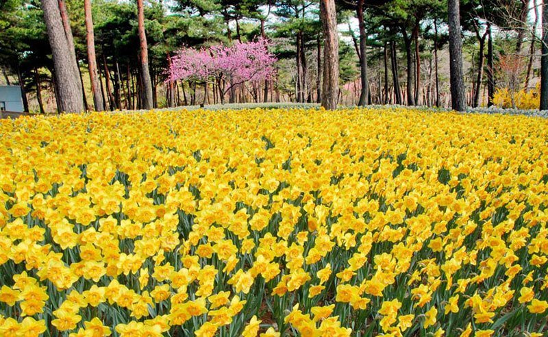 Hitachi Seaside Park Narcissus