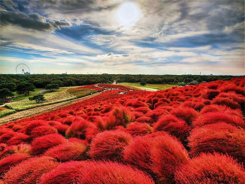 hitachi seaside park day trip