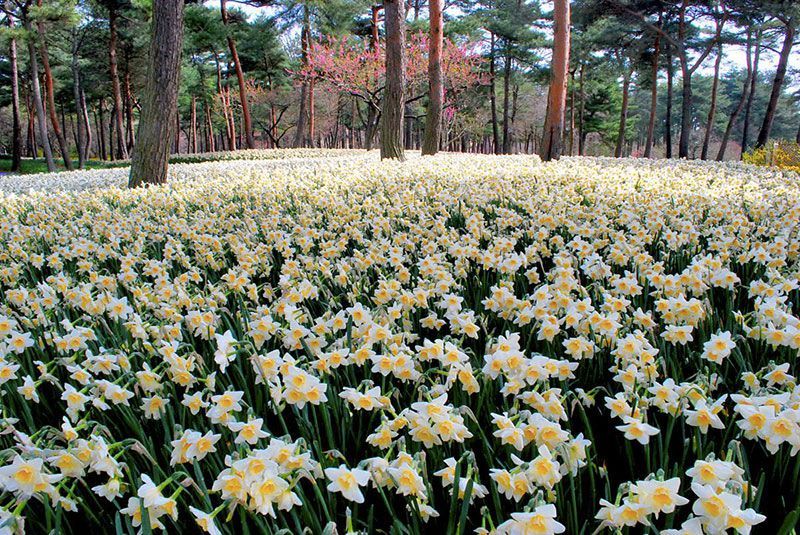 Hitachi Seaside Park Suisen