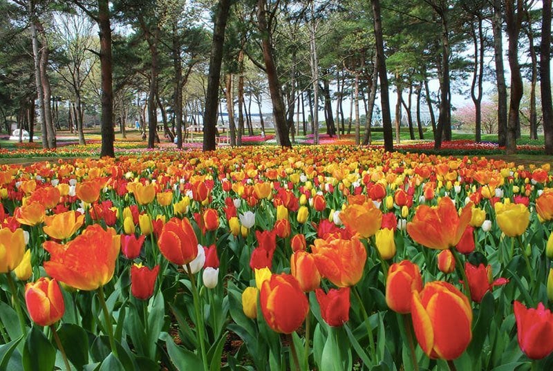 Hitachi Seaside Park Tulips