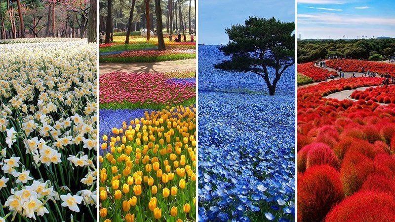 Hitachi Seaside Park