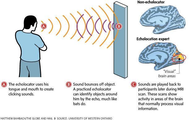 Human Echolocation Visual Explanation