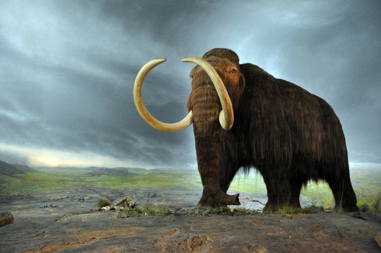 Mammoth De-Extinction