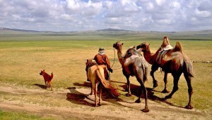 Mongolia Nomads Camel Steppe