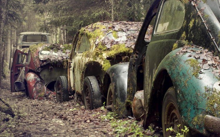 Reclaimed By Nature Abandoned Cars