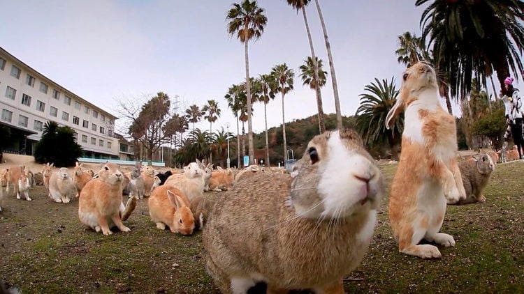 Reclaimed By Nature Okunoshima