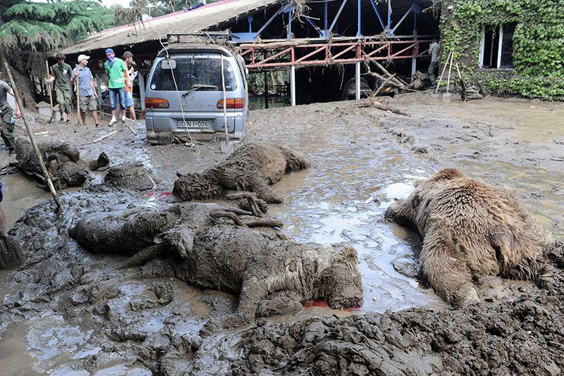 Summer Weather 2015 Georgia Tbilisi Flooded Zoo