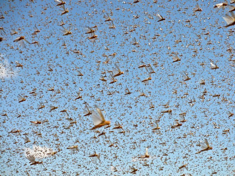 Summer Weather 2015 Russia Locust Swarms