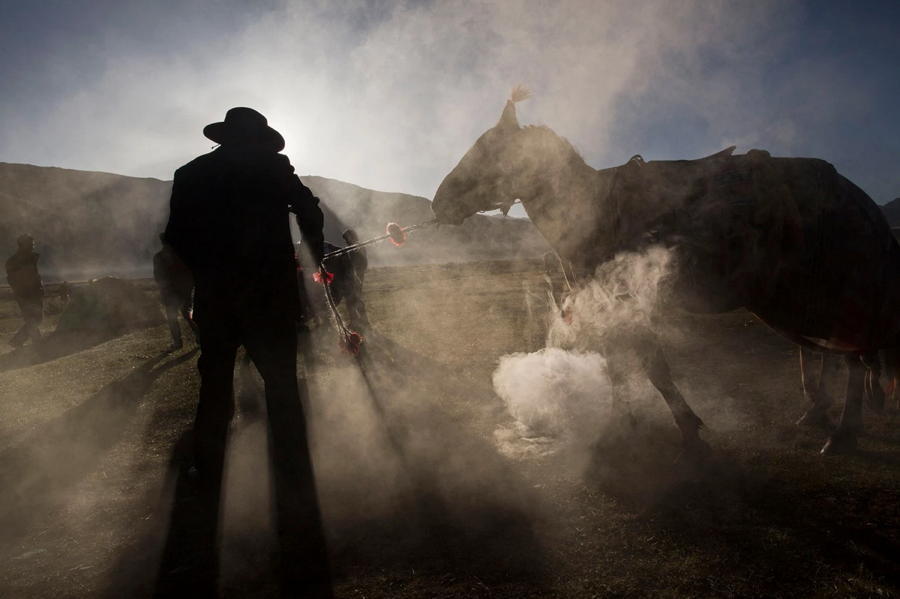 Tibetan Nomad Horse Dust