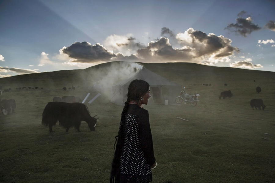 Tibetan Nomad Yaks Sun
