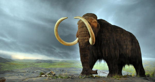 Woolly Mammoth De-Extinction