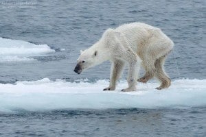 Starved Polar Bear