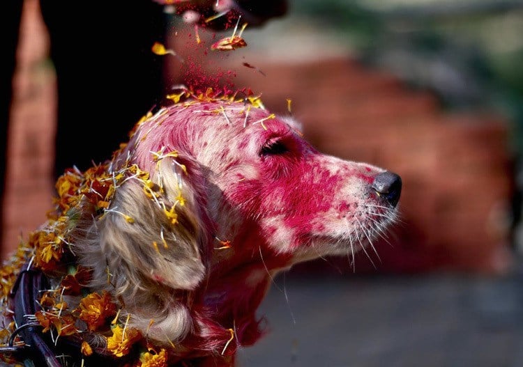 Dog Festival Nepal Paint