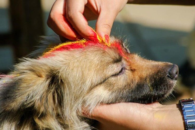 Dog Festival Nepal Pup Paint