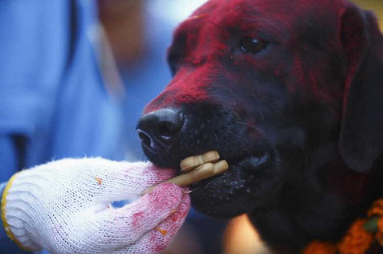 Dog Festival Nepal Treats