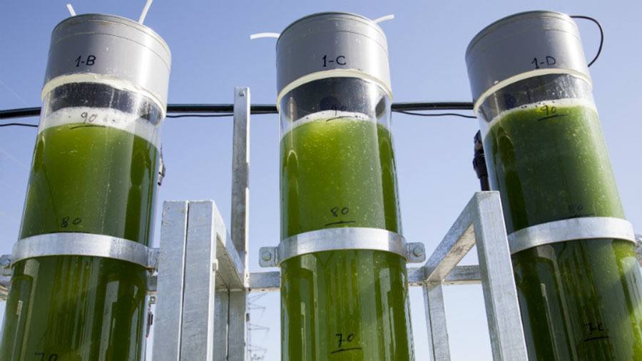 Algae Fuel