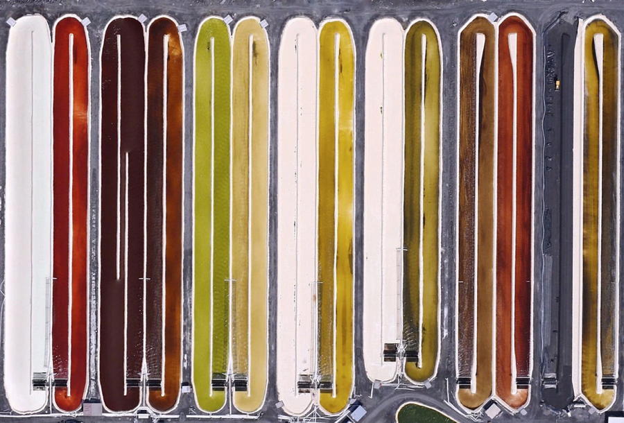 Colorful Microalgae Hawaii
