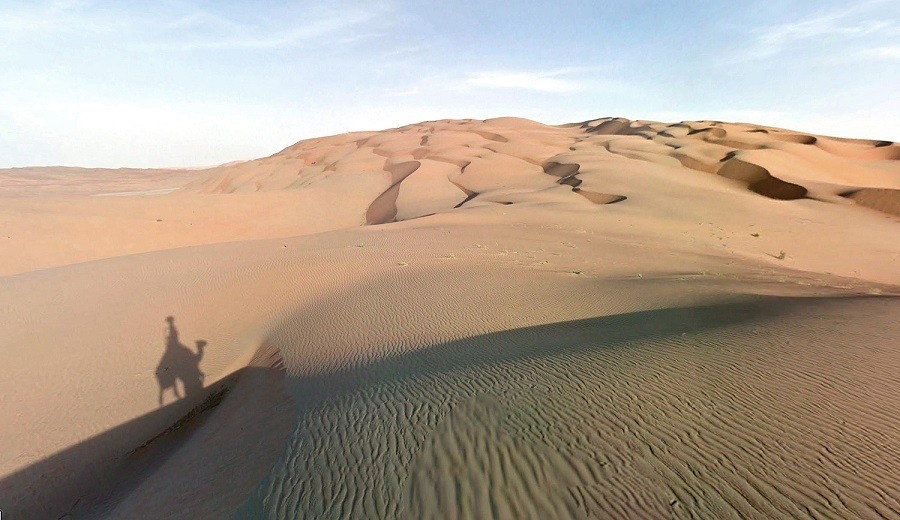 Desert Camel Shadow Google