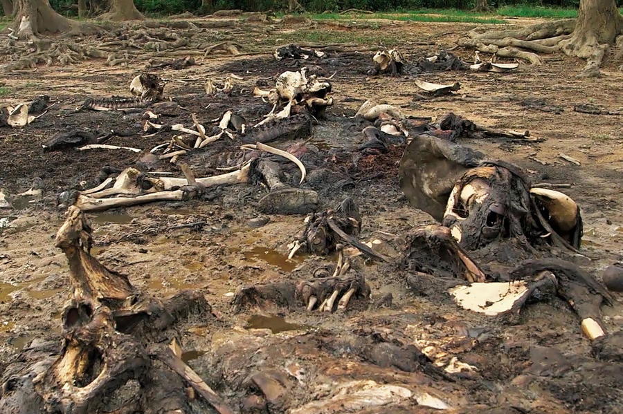 Elephant Bones Mud