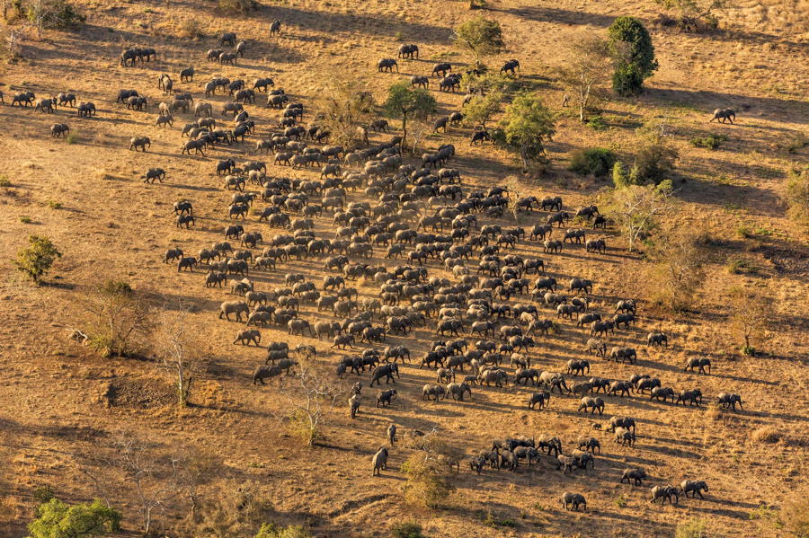 Elephants Herd Aerial