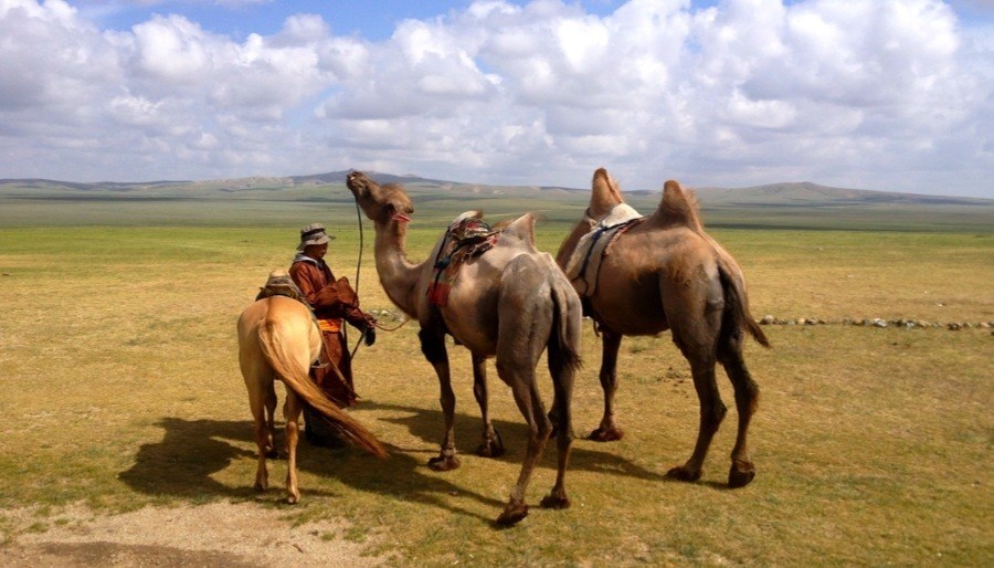 Mongolia Nomads Camels Horse