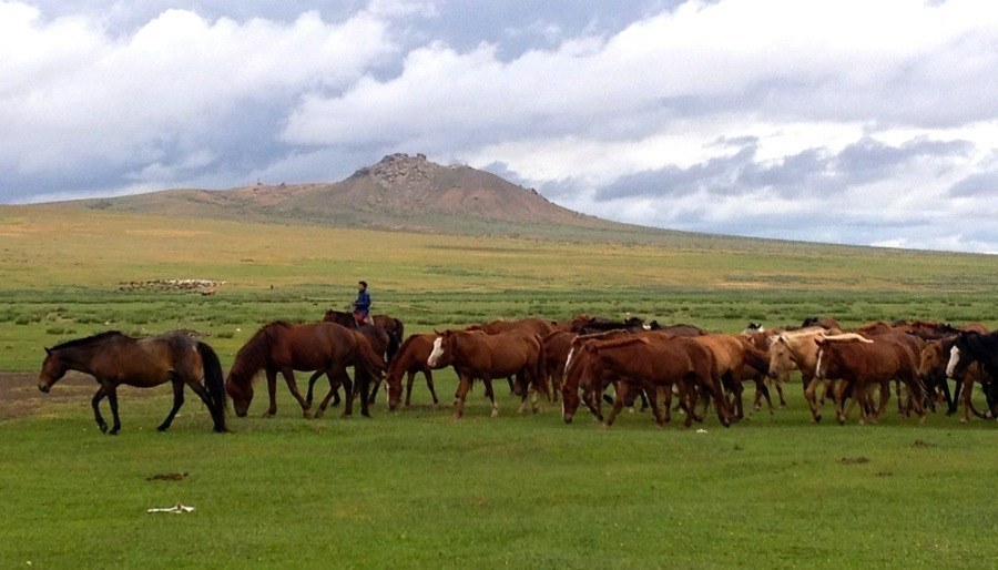 Mongolia Nomads Horse Herd