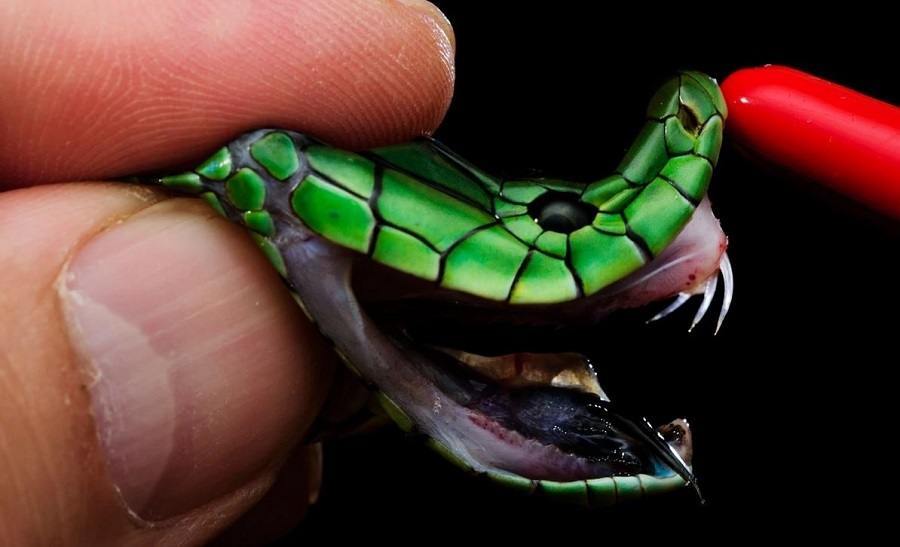 Person Holding Snake Head