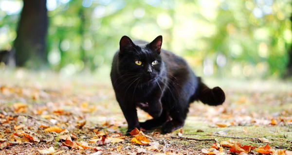 Black Cat Common Superstitions Og