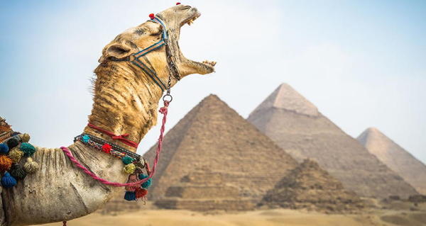 Camel Yawn Pyramids Egypt Og