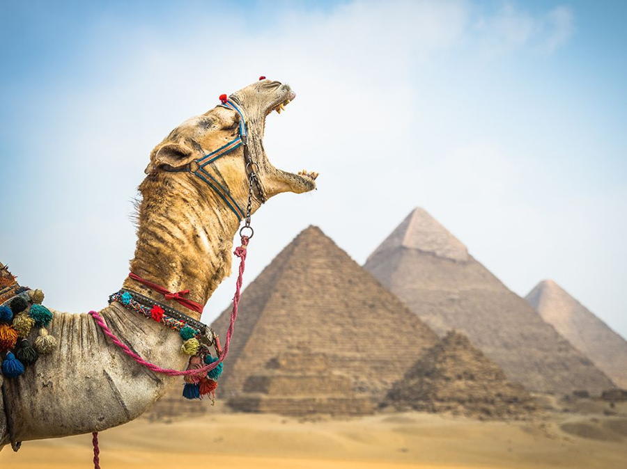 Camel Yawn Pyramids Egypt