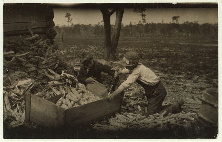 Child Labor 1900s Corn Thrashing