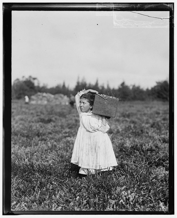 Child Labor 1900s Cranberries