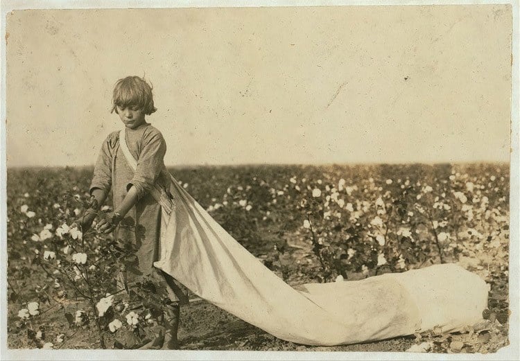 Child Labor 1900s Picking Cotton