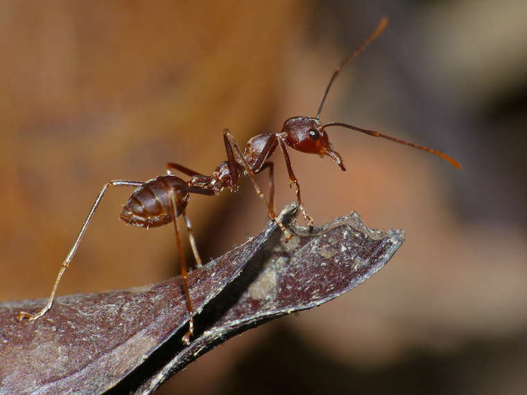 Great Discoverer Ant