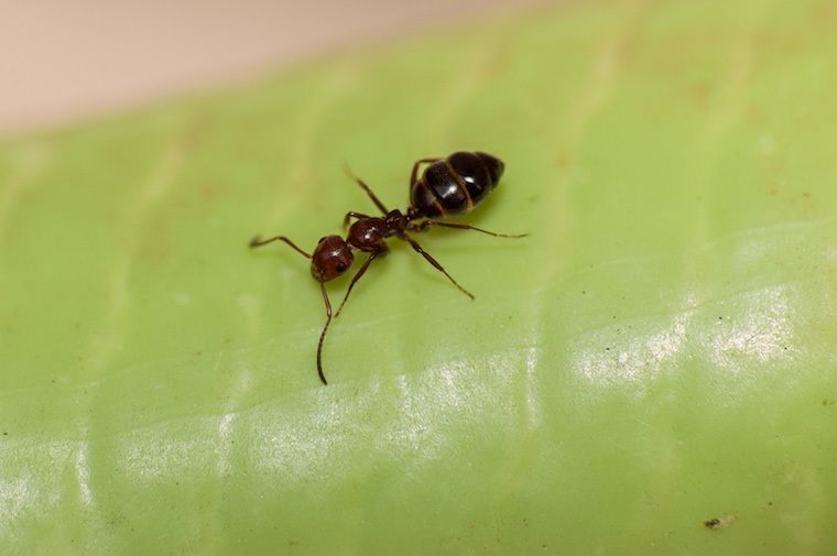 Important Ants Green Leave