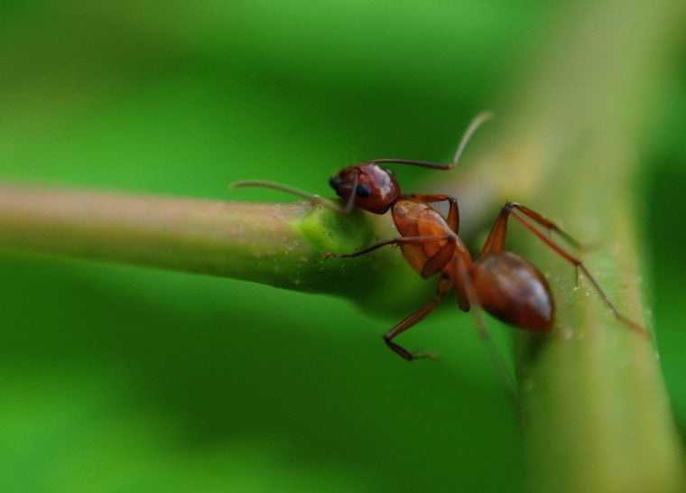 Important Ants Red Body